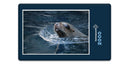 18800 Tierwelt - Seehund im Wasser