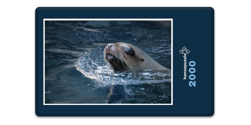 18800 Tierwelt - Seehund im Wasser