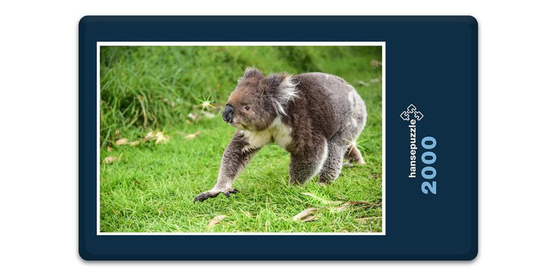 16311 Tierwelt - Koala-Bär