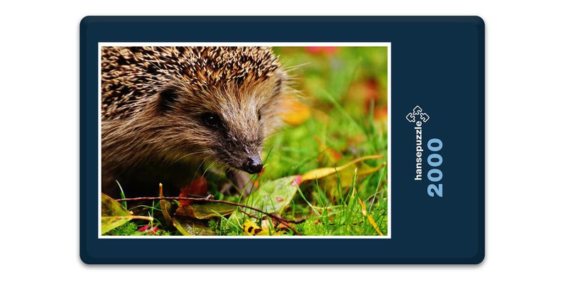 16551 Tierwelt - Igel im Garten