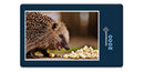 16823 Tierwelt - hungriger Igel