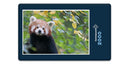 18870 Tierwelt - Roter Panda