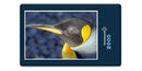 12041 Tierwelt - Königspinguin