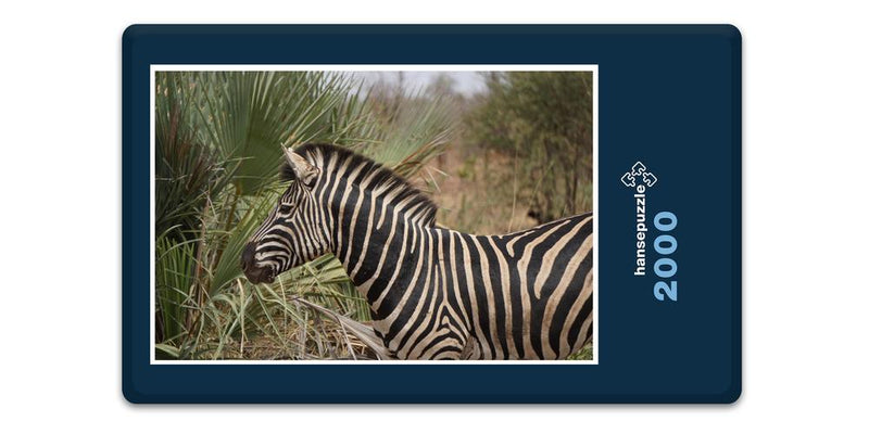 10396 Natur - Zebra