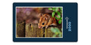 16691 Tierwelt - Kleiner Nager