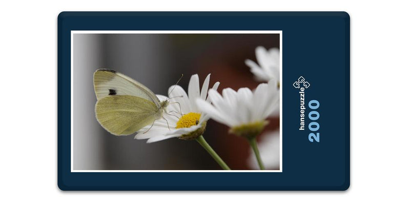 11893 Tierwelt - Schmetterling