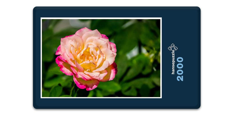 12729 Natur - Rose