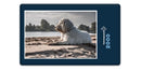 16609 Tierwelt - Hund am Strand