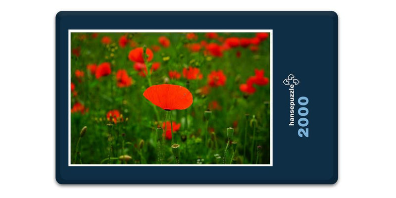 16391 Natur - Mohn-Feld