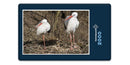 16701 Tierwelt - Storch-Familie