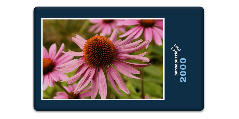 16395 Natur - Echinacea