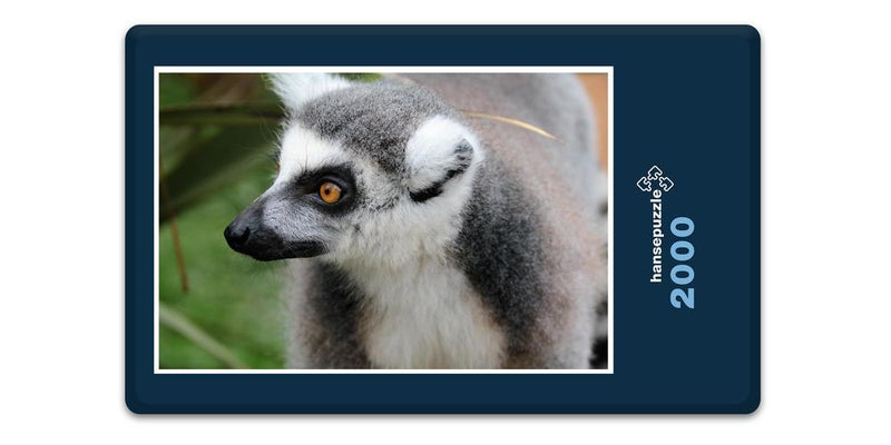 10653 Natur - Lemur