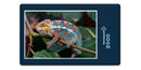 14027 Tierwelt - Chamäleon