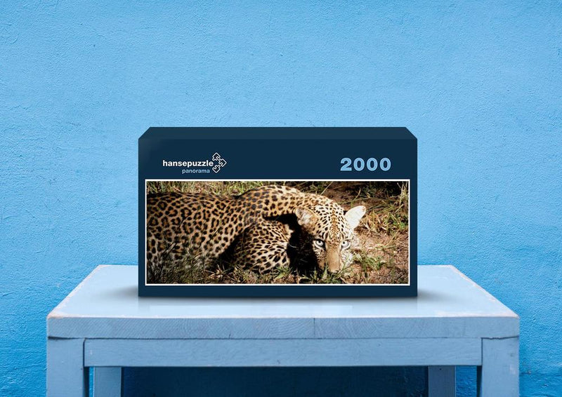76936 Tierwelt - Leopard