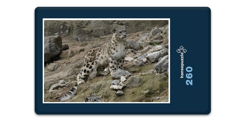 13600 Tierwelt - Schnee-Leopard