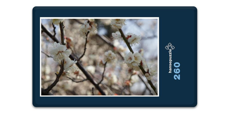 15884 Natur - Blüte am Baum