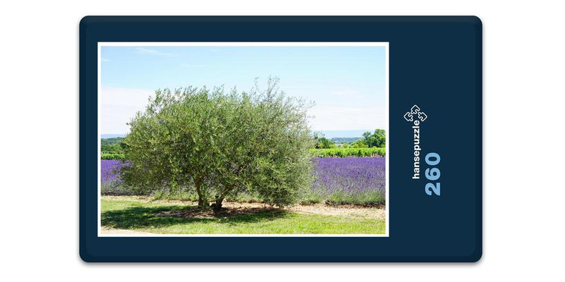 16412 Natur - Olivenbaum und Lavendel