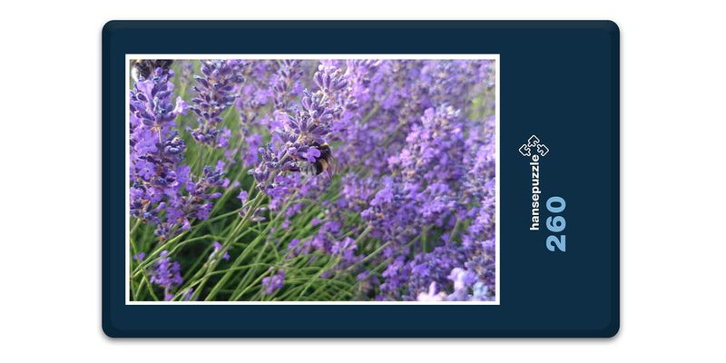 15406 Natur - Hummel im Lavendel