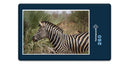 10393 Natur - Zebra