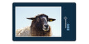 16260 Tierwelt - Schaf