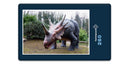 11378 Orte - Styracosaurus