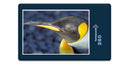 12038 Tierwelt - Königspinguin