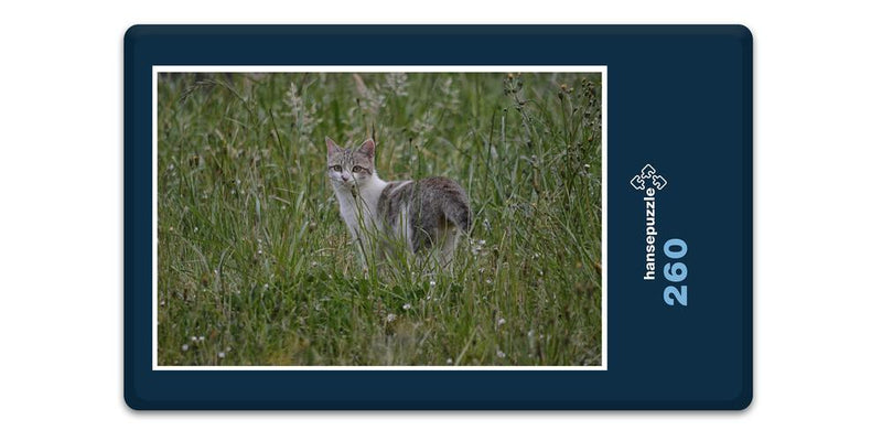 12266 Tierwelt - Katze im Gras