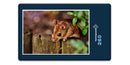 16688 Tierwelt - Kleiner Nager