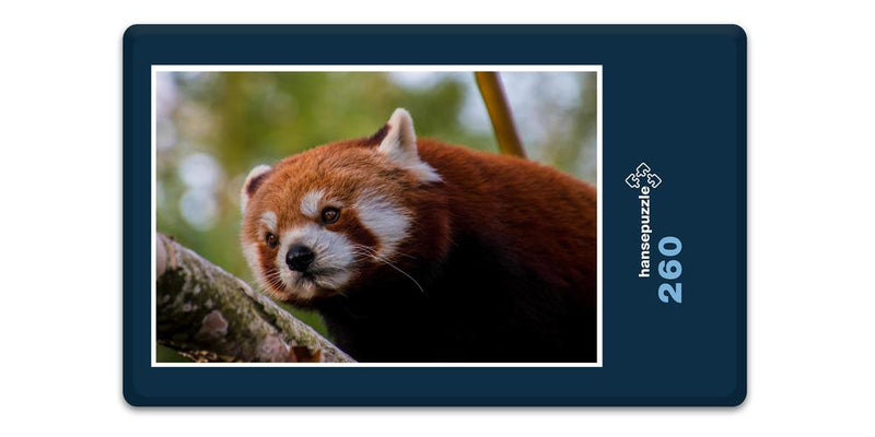 16835 Tierwelt - Roter Panda