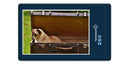 16668 Tierwelt - Katze im Koffer