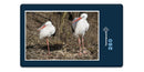 16698 Tierwelt - Storch-Familie