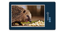 16820 Tierwelt - hungriger Igel