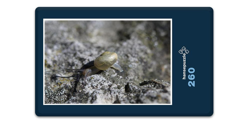 11698 Tierwelt - Schnecke