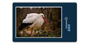 19085 Tierwelt - Storch
