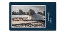 16606 Tierwelt - Hund am Strand