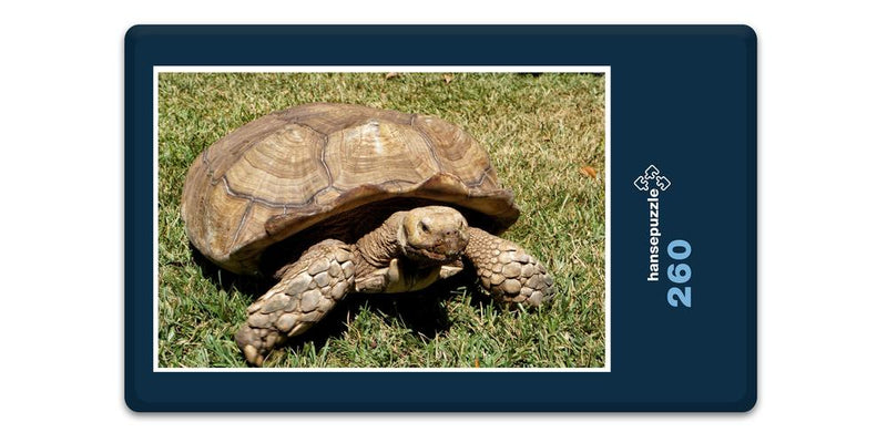 16611 Tierwelt - Schildkröte