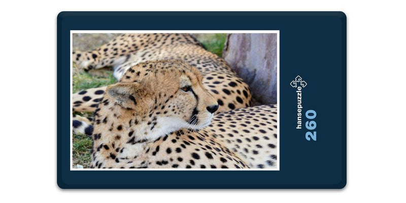 10333 Natur - Leopard