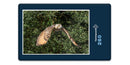 16635 Tierwelt - Eule im Flug