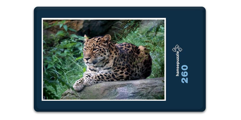 13604 Tierwelt - Leopard