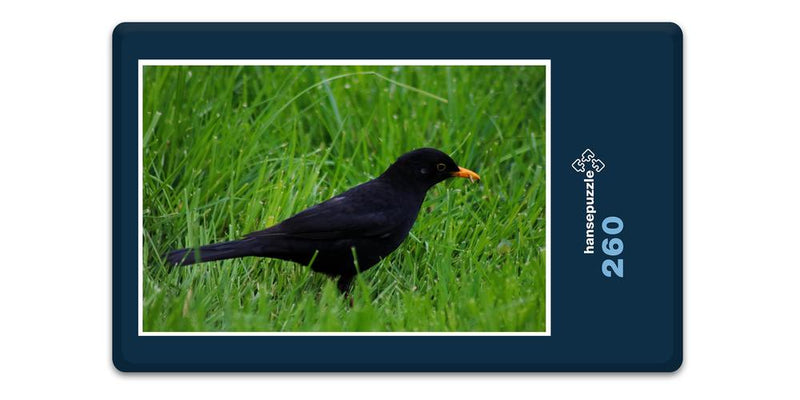 11834 Tierwelt - Vogel im Gras