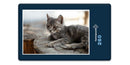 16778 Tierwelt - Katze