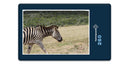 11198 Reisen - Zebra
