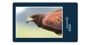 10626 Tierwelt - Raubvogel