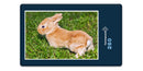 18807 Tierwelt - Kaninchen