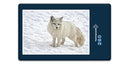 16304 Tierwelt - Polarfuchs
