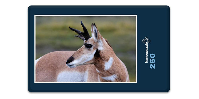19821 Tierwelt - Antilope