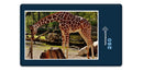 18911 Tierwelt - Giraffe