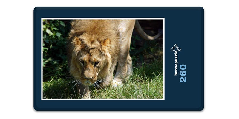16880 Tierwelt - Löwe auf Jagd
