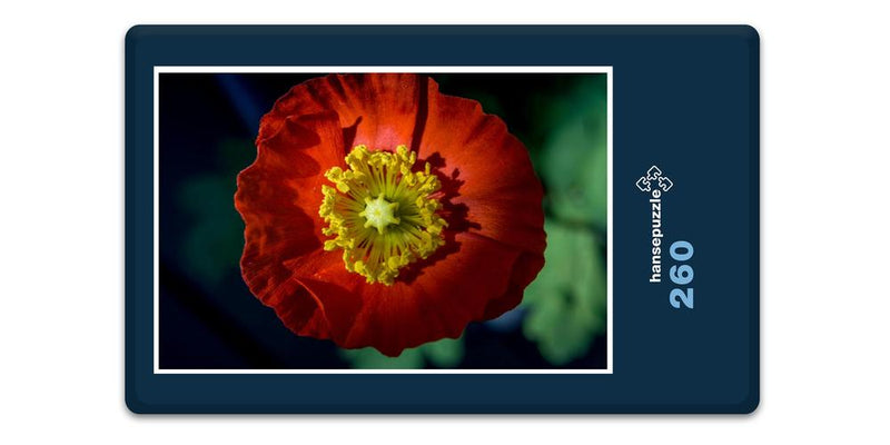 11030 Natur - Island-Mohn