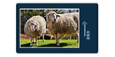 16256 Tierwelt - Schafe auf Weide